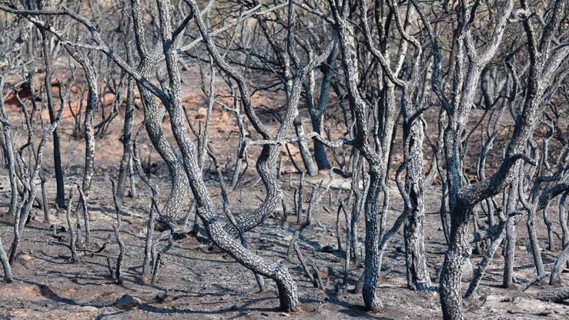 bosque calcinado