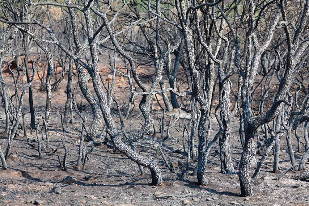 bosque calcinado